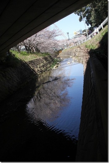 2012.04.01 桜道 067